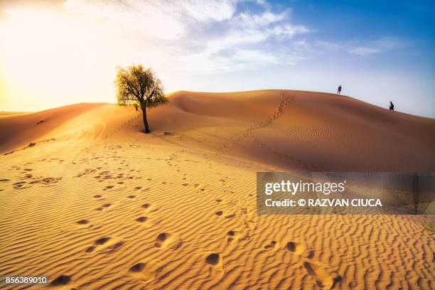 desert tree - expatriate stock pictures, royalty-free photos & images