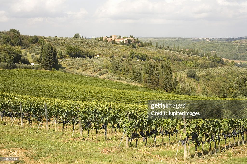 Vineyard landscape , Tuscany , Italy