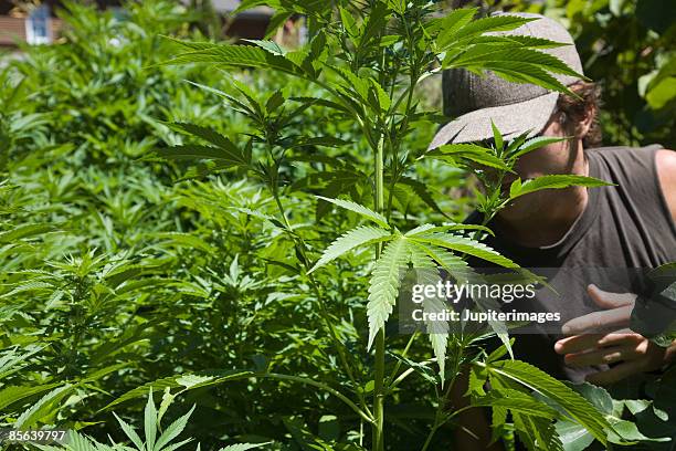 man in cannabis field - marijuana herbal cannabis stock pictures, royalty-free photos & images