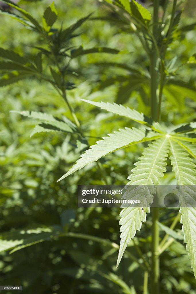 Growing cannabis leaves