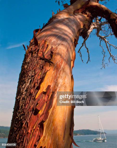 towering pacific madrone tree on orcas island, wa, with a sailboat in the background - pacific madrone stockfoto's en -beelden