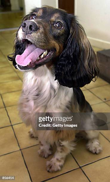 Belle, a Springer Spaniel, smiles after a remarkable recovery January 31, 2002 after eating 627 stones in Halesowen, England.