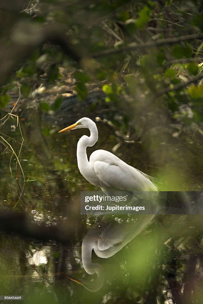 Egret in Florida Everglades