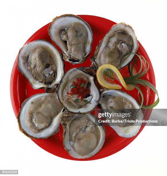 raw oysters on plate - afrodisíaco fotografías e imágenes de stock