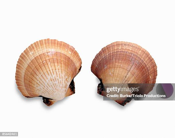 scallop sea shells - jakobsmuschel stock-fotos und bilder