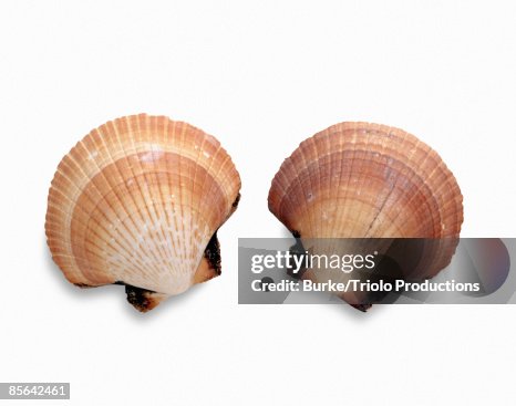Scallop sea shells Scallop sea shells