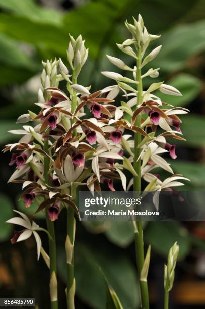 phaius tankervillae. nun's orchid - phaius stock pictures, royalty-free photos & images