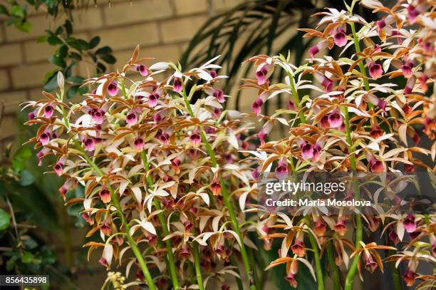 phaius tankervillae. nun's orchid - phaius stock pictures, royalty-free photos & images