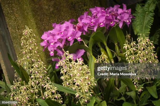 epidendrum prismatocarpum, cattleya bowringiana in the background - epidendrum stock pictures, royalty-free photos & images