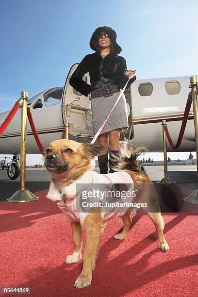 debutante with airplane and red carpet - celebrity dog stock pictures, royalty-free photos & images