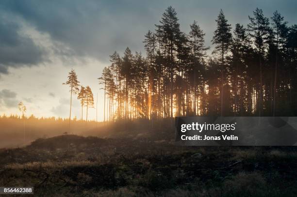 soluppgång över kalhygge - soluppgång stockfoto's en -beelden