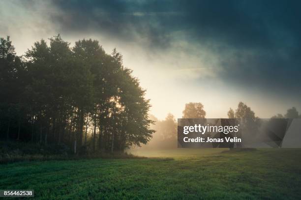 landskap i sverige - forest meadow stock pictures, royalty-free photos & images