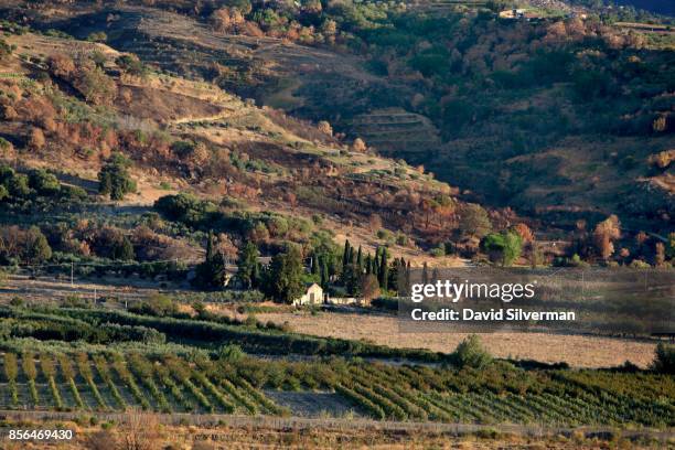 Vineyards thrive in the Alcantara valley on the northern side of the Mt. Etna volcano, Europe's largest and most active, on September 22, 2017 near...