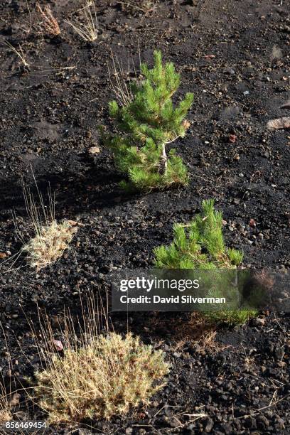 Pine trees have taken root in the 2002 lava flow on the northern slope of Mt. Etna volcano, Europe's largest and most active, on September 21, 2017...