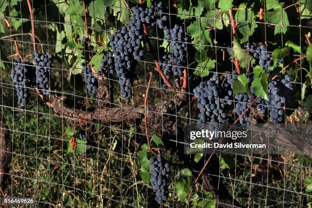 Nerello Mascalese grapes grow through a fence in the Alcantara valley near the Tenuta delle Terre Nere winery on the northern side of the Mt. Etna...