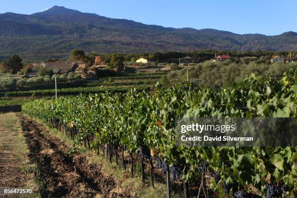 With Mt. Etna looming in the background, Nerello Mascalese grapes flourish in a vineyard on the northern slope of the volcano, Europe's largest and...