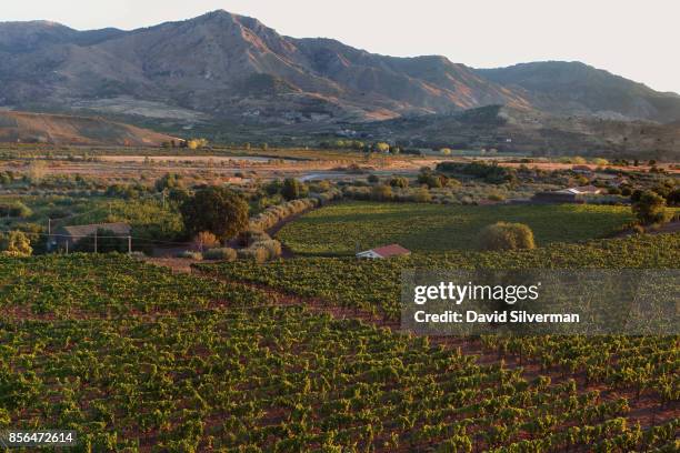 Vineyards thrive in the Alcantara valley on the northern side of the Mt. Etna volcano, Europe's largest and most active, on September 22, 2017 near...