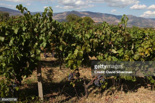 Nerello Mascalese vines are heavy with fruit in Tenuta delle Terre Nere winery's Santo Spirito vineyard on the northern slope of Mt. Etna volcano,...