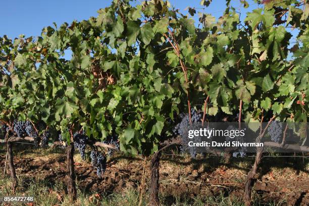 Nerello Mascalese grapes flourish in a vineyard on the northern slope of the Mt. Etna volcano, Europe's largest and most active, on September 22,...