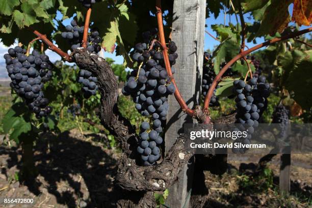 Old vine Nerello Mascalese vines, planted in the goblet method between 50-70 years ago on narrow and winding terraces in Tenuta delle Terre Nere...