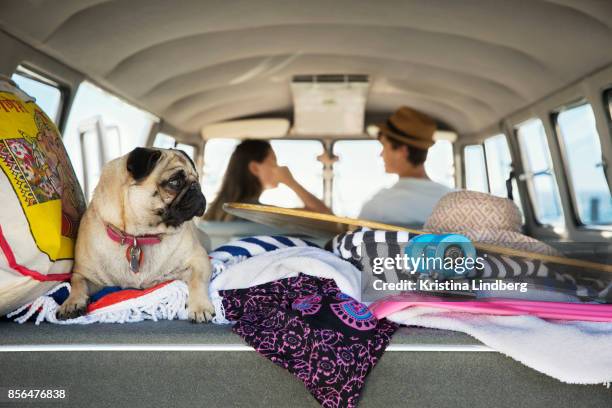 group of friends with a surf van by the sea - dog in car window stock pictures, royalty-free photos & images