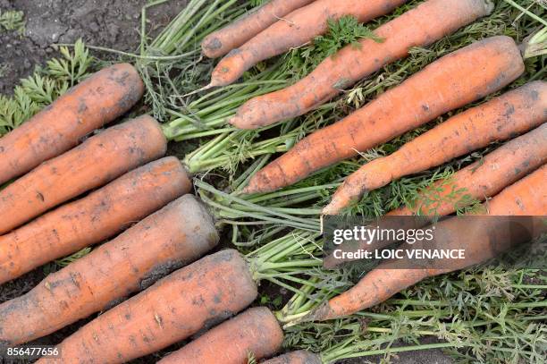 Picture taken on September 29, 2017 shows carrots at the Varieties Study Sector of the Group of Study and control of varieties and seeds in Brion,...