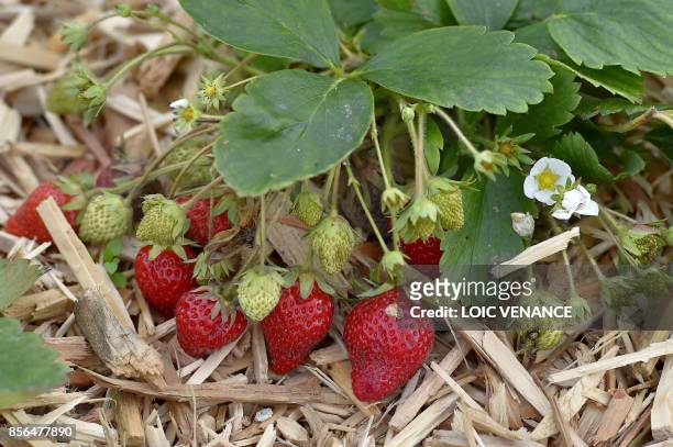 Picture taken on September 29, 2017 shows strawberries at the Varieties Study Sector of the Group of Study and control of varieties and seeds in...