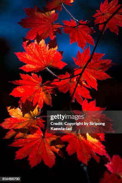 light spotting on the red maple leaves with dark background. - chuncheon fotos fotografías e imágenes de stock