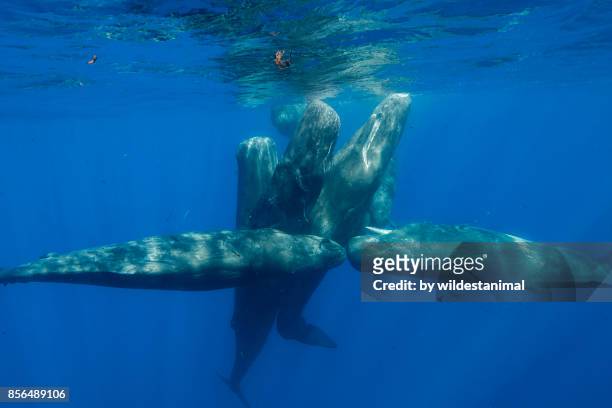 pod of sperm whale calves and juveniles in a social group, north western mauritius, indian ocean. - ballenato fotografías e imágenes de stock