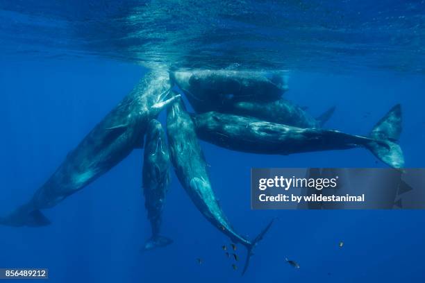 pod of sperm whale calves and juveniles in a social group, north western mauritius, indian ocean. - sperm whale stock pictures, royalty-free photos & images