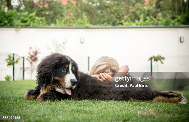boy sleeping on his bernese dog in yard - pure bred dog stock pictures, royalty-free photos & images