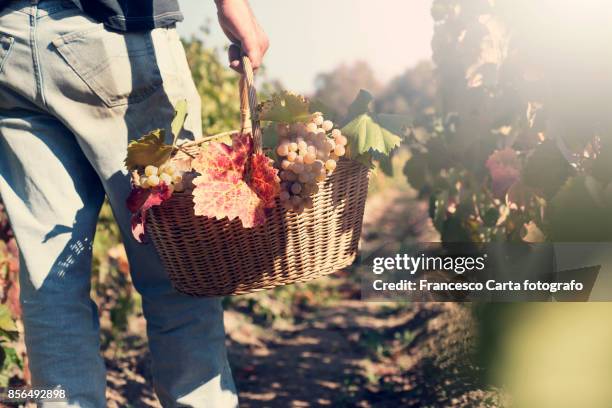 harvest - wine basket stock pictures, royalty-free photos & images