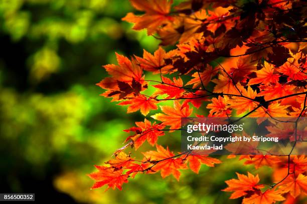 red-orange color of maple leaves with green in background. - chuncheon fotos fotografías e imágenes de stock