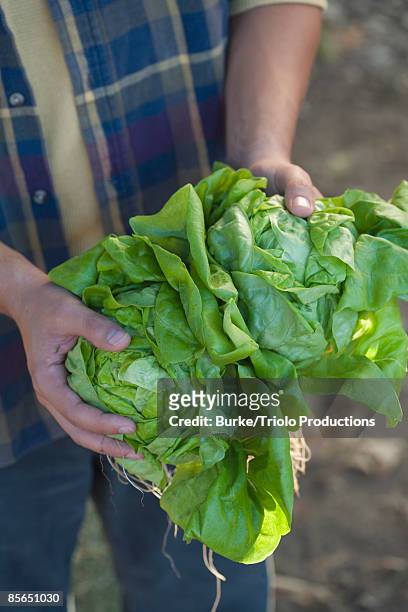 man holding lettuce - kopfsalat stock-fotos und bilder
