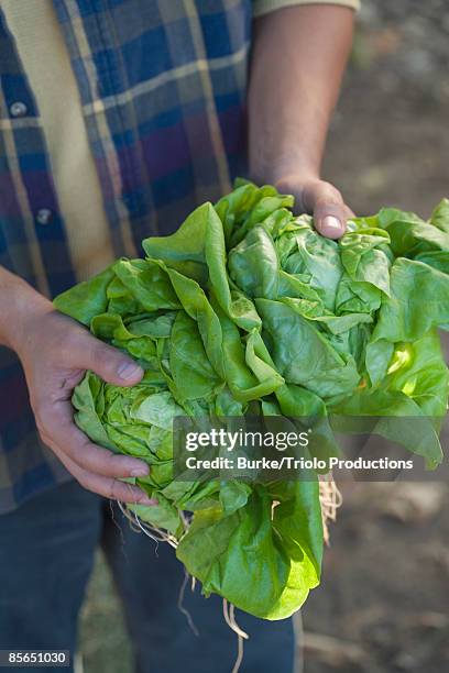 man holding lettuce - butterhead lettuce - fotografias e filmes do acervo