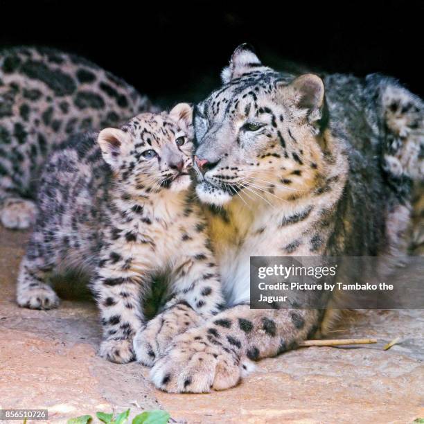 baby snow leopard cuddling with mother - baby snow leopard stock pictures, royalty-free photos & images