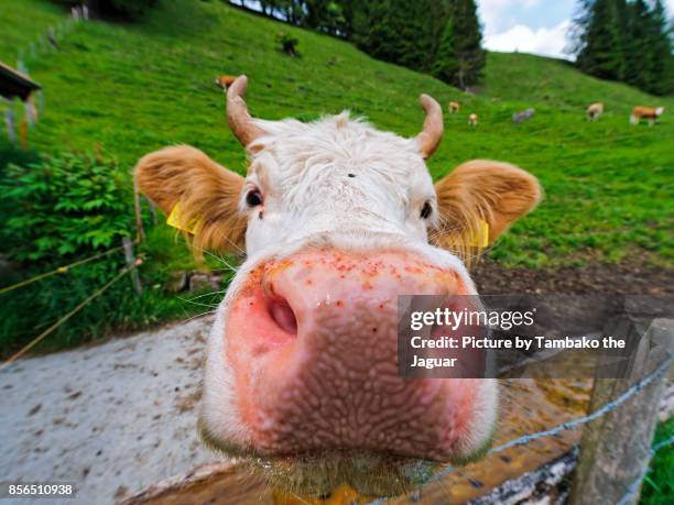 cow muzzle - snout photos et images de collection