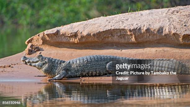 caiman along the river - caiman stock pictures, royalty-free photos & images