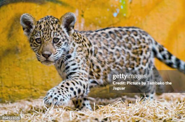 jaguar baby walking in the hay - jaguar stockfoto's en -beelden