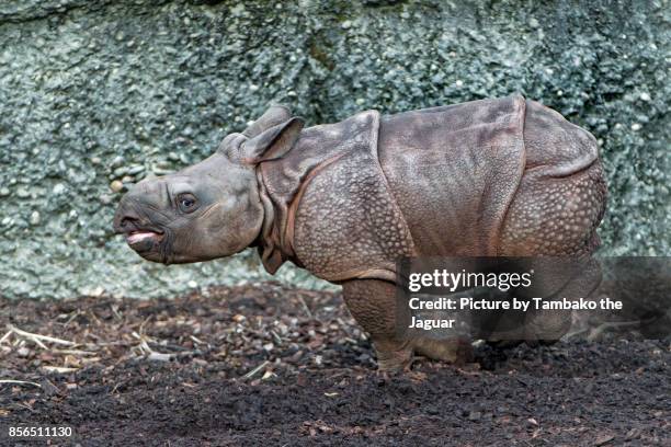 young rhinoceros running - great indian rhinoceros stockfoto's en -beelden