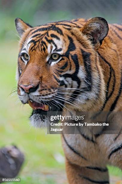 portrait of a malayan tiger - malayan tiger stock pictures, royalty-free photos & images