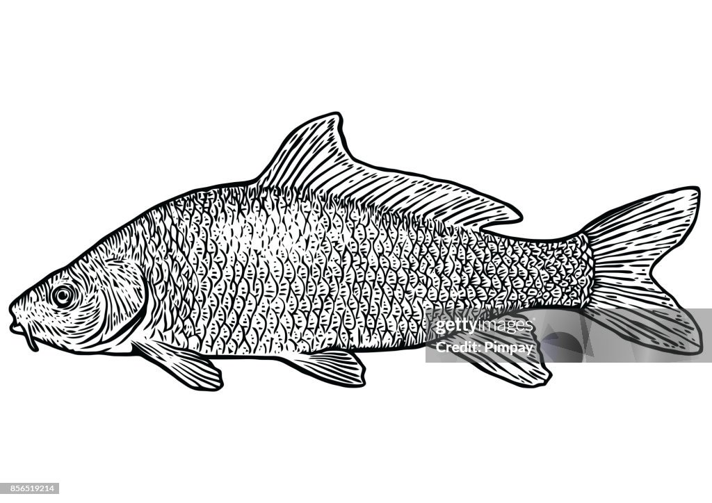 Carp Fish Illustration Drawing Engraving Line Art Realistic Vector High-Res  Vector Graphic - Getty Images