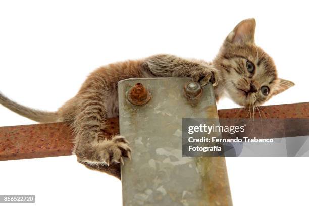 kitten playing on top of a light pole - snorted stock pictures, royalty-free photos & images