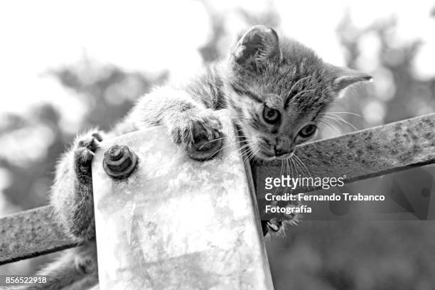 kitten playing on top of a light pole - snorted stock pictures, royalty-free photos & images