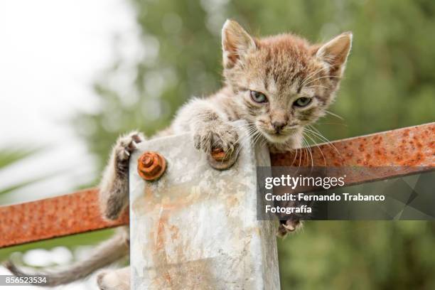 kitten playing on top of a light pole - snorted stock pictures, royalty-free photos & images