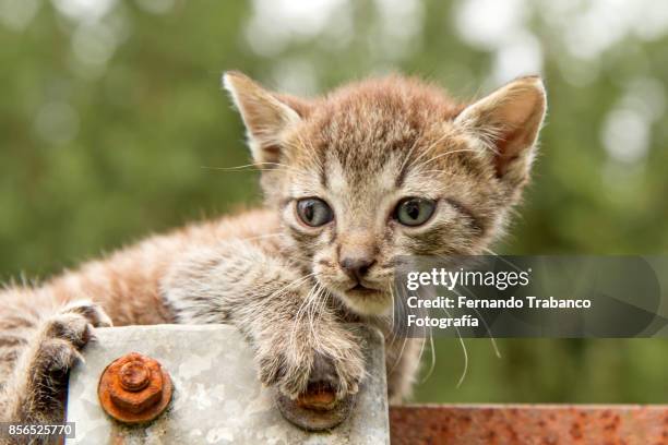 kitten playing on top of a light pole - snorted stock pictures, royalty-free photos & images