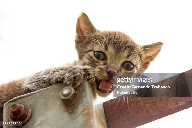 kitten meowing calling her mother - cat holding sign imagens e fotografias de stock