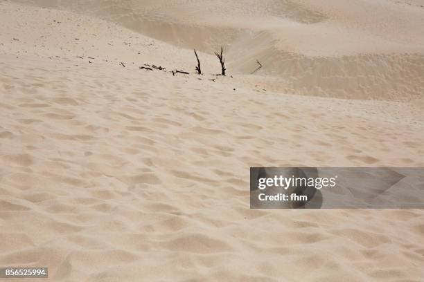 sand dune - the dune of bolonia (cadiz province/ andalusia/ spain) - bolonia stock-fotos und bilder