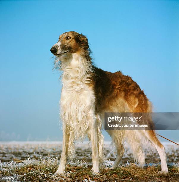 russian greyhound - borzoi imagens e fotografias de stock