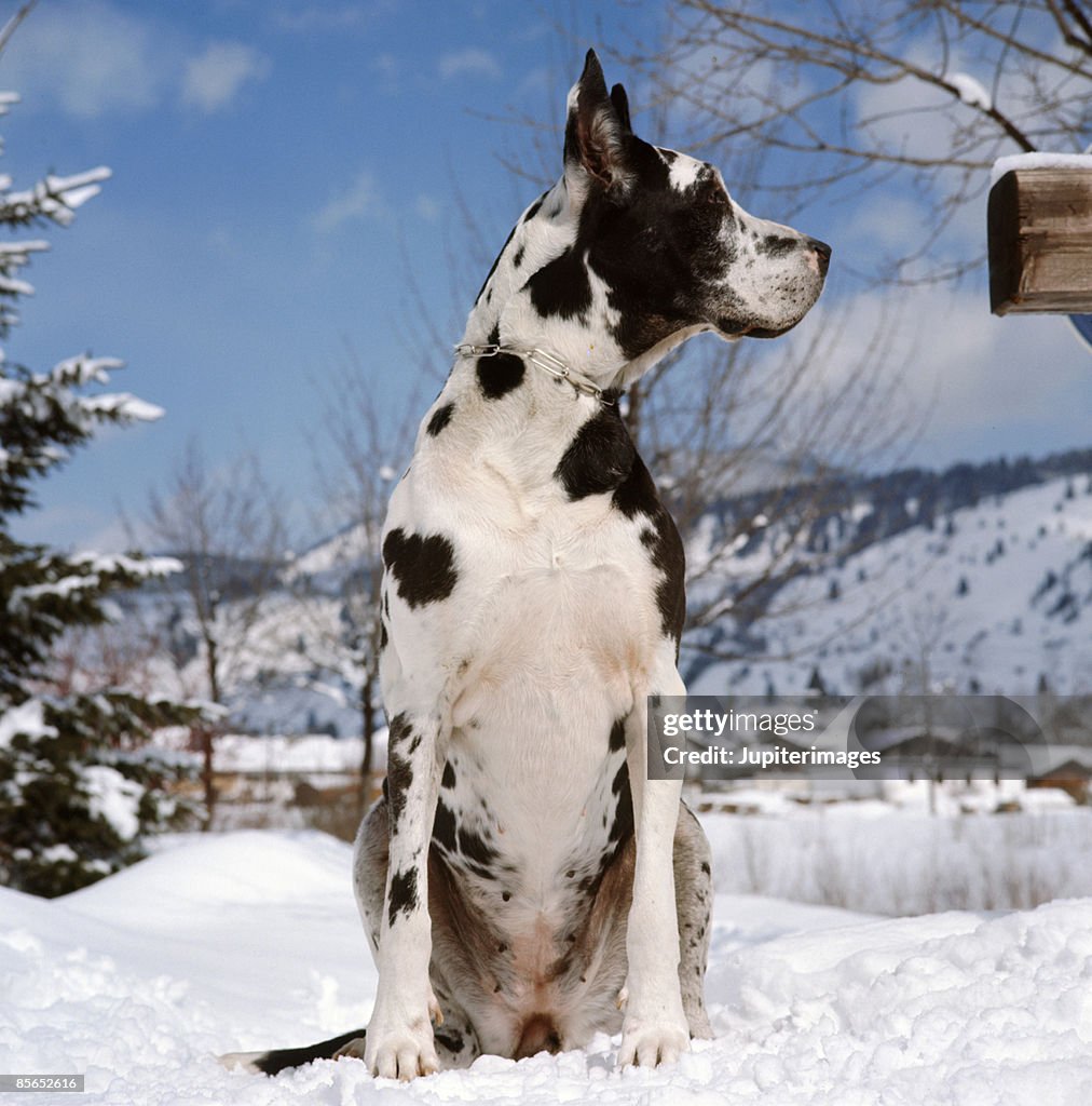 Great Dane in snow